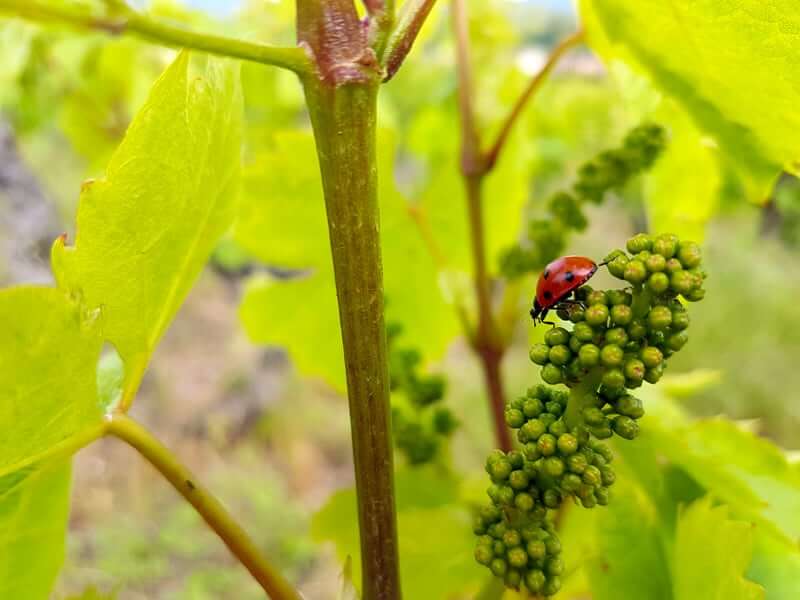 Biodiversity in the vineyards of Vignoble CHANRION