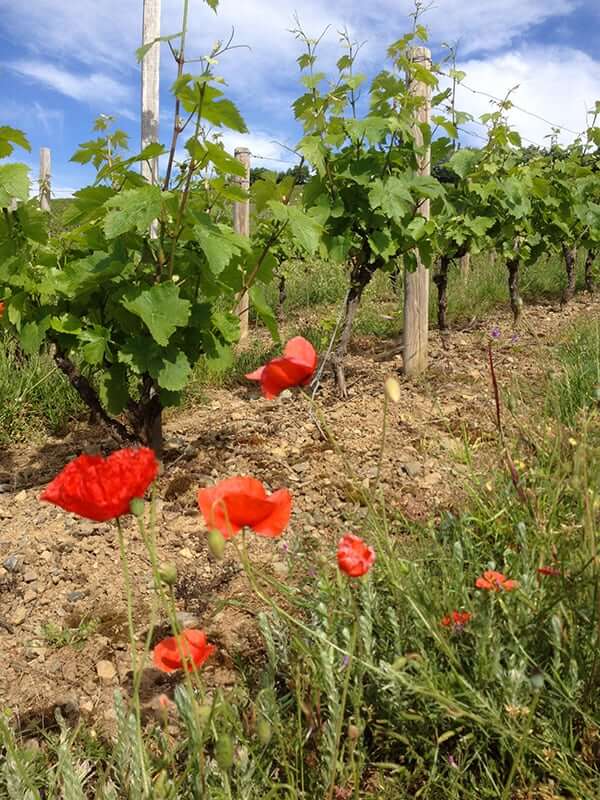 Some poppies in the vineyard of the Vignoble CHANRION