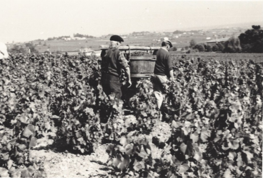 Photo d'archives : Raymond transportant une benne en bois pleine de raisins