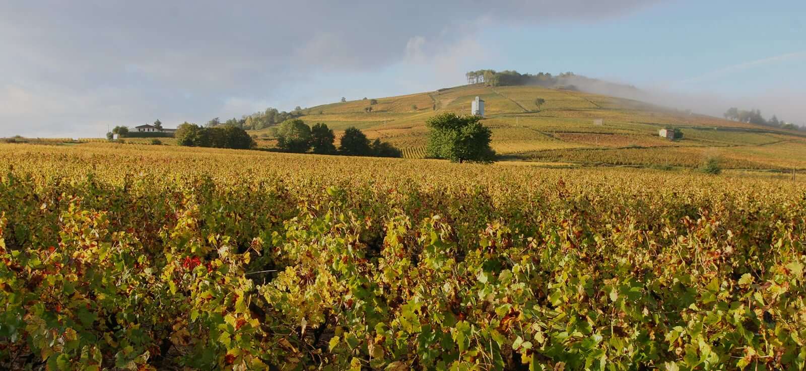 Mont-Brouilly Chanrion vineyard