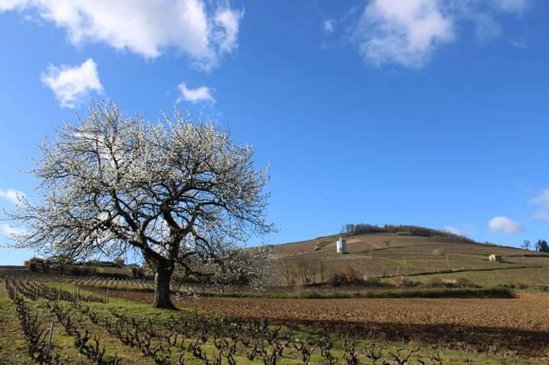 View from Mont-Brouilly