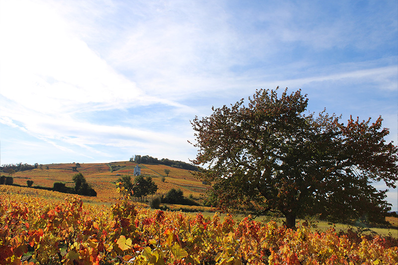 Working the vines in the autumn