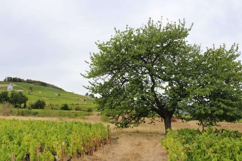 Working the vines in the summer