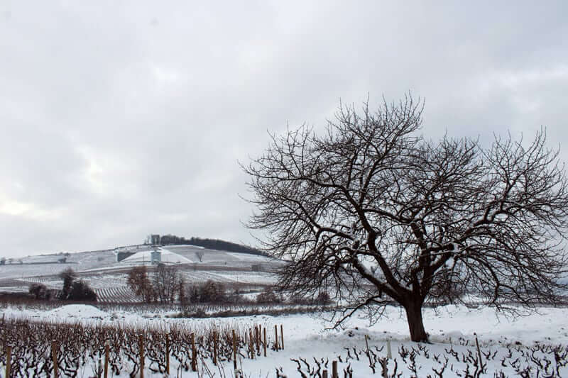 Working the vines in the winter