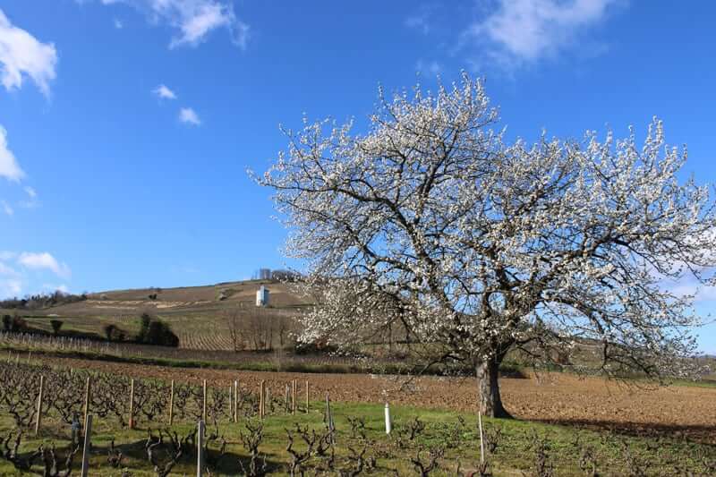 Working the vines in the spring