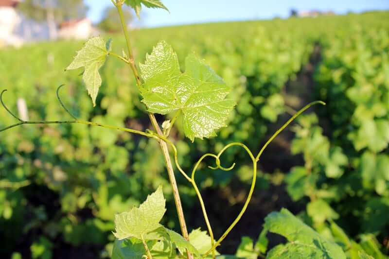 Vue du Mont-Brouilly