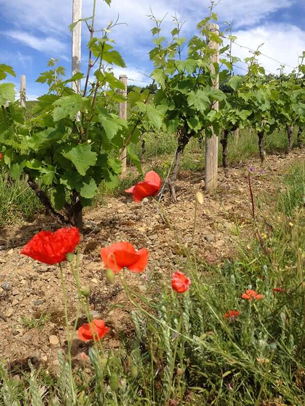 Quelques coquelicots dans les vignes du Vignoble CHANRION