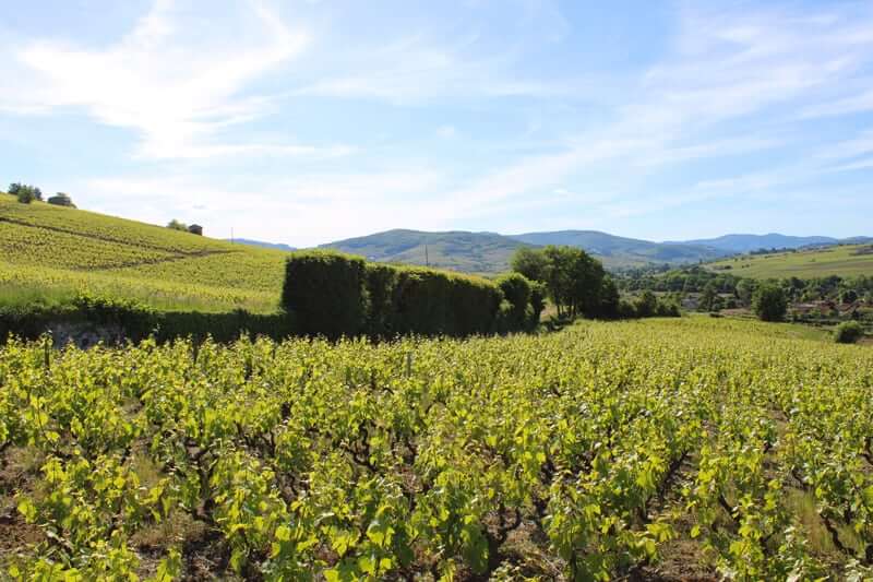 A hedge separating the plots of Vignoble CHANRION