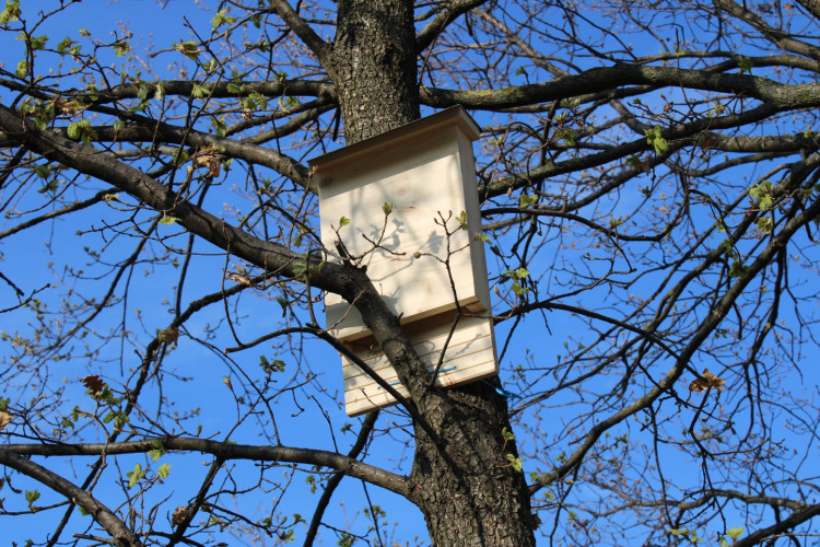 L’installation de nichoir à chauve souris