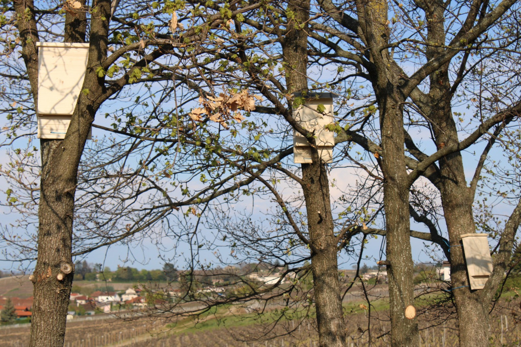 L’installation de nichoir à chauve souris