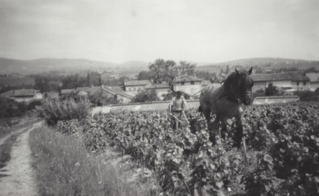 Photo d'archives : Travail du sol au cheval derrière le bourg de Cercié