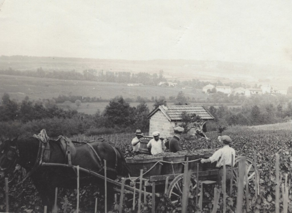 Photo d'archives : Transport de la vendange à cheval